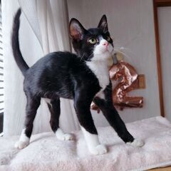 1週間兄妹のかちゃん - 猫