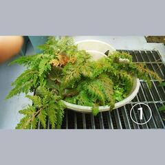 【修正🙇シダ系植物･カニステルの木】お譲りいたします🙂