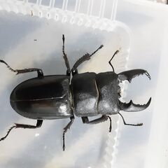本土ヒラタクワガタ新成虫（オス単品/福生産)⑦の画像