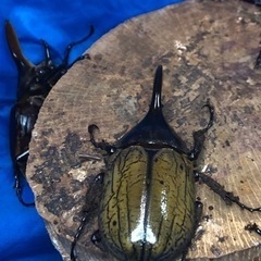 【数量限定】ヘラクレスオオカブト♂②の画像