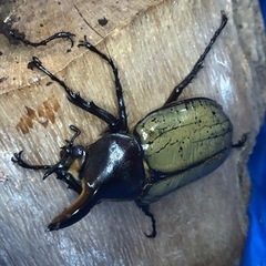 【数量限定】ヘラクレスオオカブト♂②の画像