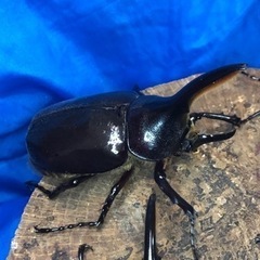 【数量限定】ヘラクレスオオカブト♂②の画像