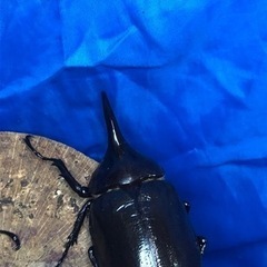 【数量限定】ヘラクレスオオカブト♂②の画像