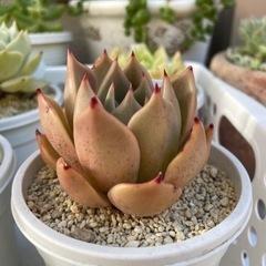 多肉植物です！  綺麗で可愛いですよ😊