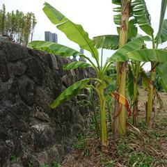 バナナの苗木(60cm〜1m60cm)の画像