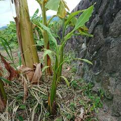 バナナの苗木(60cm〜1m60cm)の画像