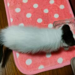 里親様決まりました🎉遊ぶのも人間も大好き八割れ子猫 - 猫