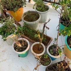 観葉植物