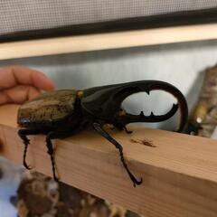 ヘラクレスオオカブト♂　角曲がりの画像