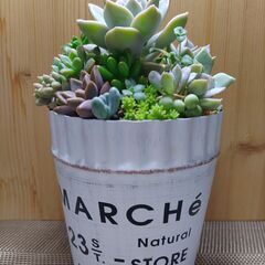 ★多肉植物寄せ植え 115★