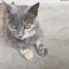 クリ－ムとグレ－のまだら模様のメス猫。