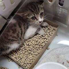 保護子猫(8/31年齢変更)