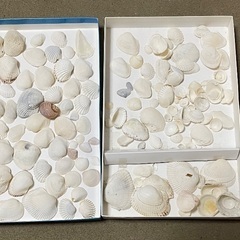 貝殻（夏休みの工作にいかがですか）