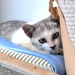 アイラインくっきり美猫な猫さんです♪