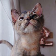 1週間兄妹のすいちゃん