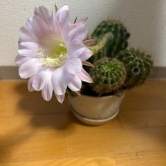 サボテンの子株、お裾分けします！の画像