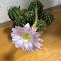 サボテンの子株、お裾分けします！の画像