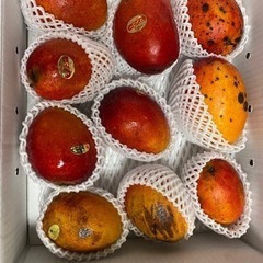 マンゴー訳あり品限定販売します（完売致しました）の画像