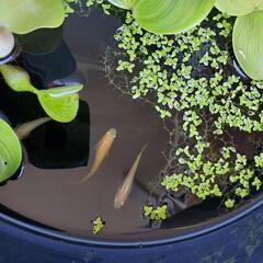 めだかの稚魚　１０～２０匹程度　もらってください