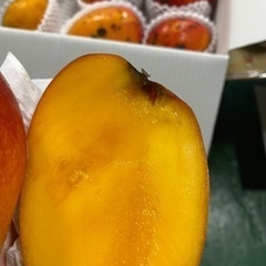 マンゴー訳あり品限定販売します（完売致しました）の画像