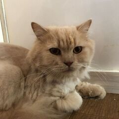 ブリティッシュロングのレオンくん