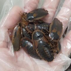 デュビア 成虫 500匹以上