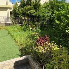 ※草刈り、伐採、坊草対策は便利屋万屋シィーブンにお任せ下さい！ - 剪定/造園