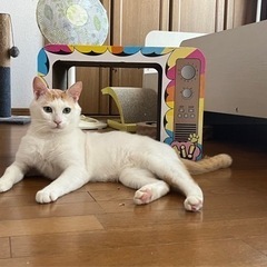 人馴れ抜群のムギくん