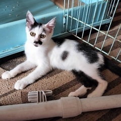 シフォンちゃん　３ヶ月