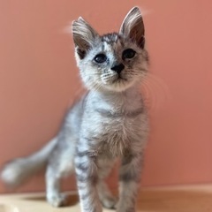 ずっとの家族が決まりました❣️スガちゃん❣️グレーふわふわ毛長の...