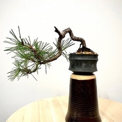 赤松 盆栽