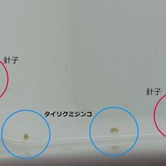 タイリクミジンコ　　生き餌　　めだか　メダカ　エサの画像