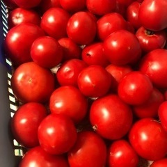 大玉トマト🍅3袋のみ