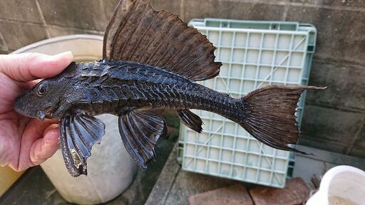 サタンプレコ２匹まとめて　※引き取り限定※