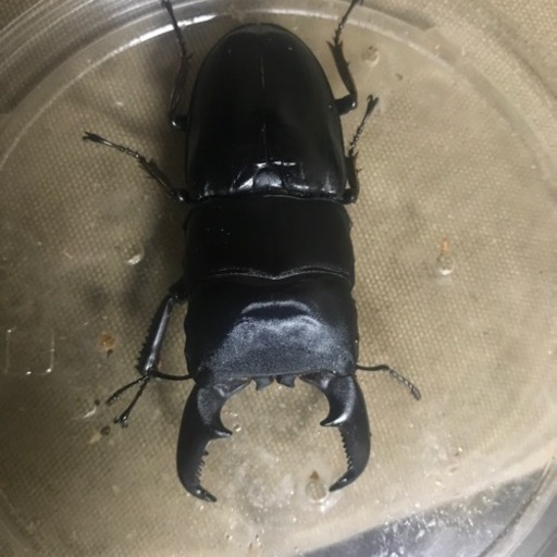 完売致しました。ありがとうございました。本土ヒラタクワガタ　あかがね血統　