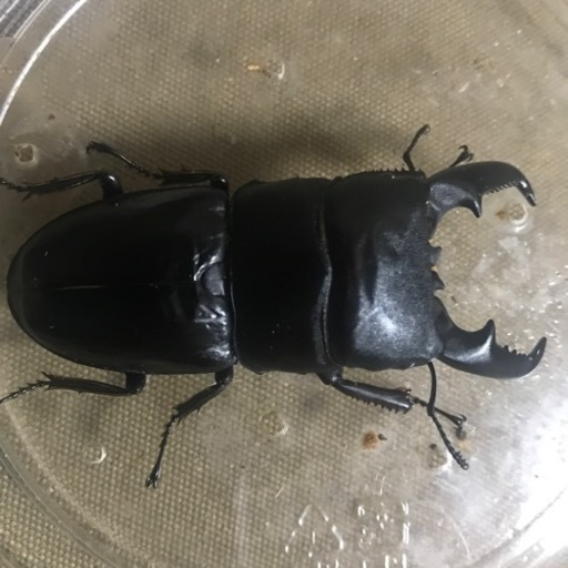 完売致しました。ありがとうございました。本土ヒラタクワガタ　あかがね血統　