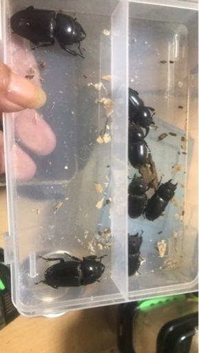 完売致しました。ありがとうございました。本土ヒラタクワガタ　あかがね血統　