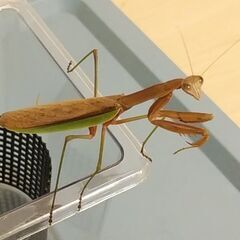 【野外採集】祈り虫 オオカマキリ♀　1匹600円の画像