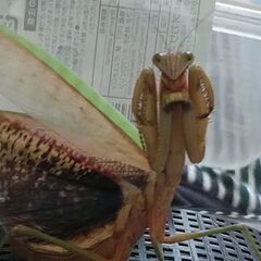 【野外採集】祈り虫 オオカマキリ♀　1匹600円の画像