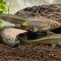 元気なカワムツ3匹の画像