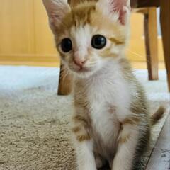 保護猫を迎えよう‼️5-15ちゃん♀️