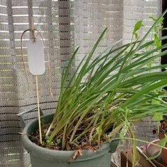 植物ネームプレート