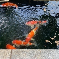 錦鯉