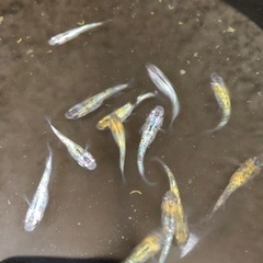 サボラメメダカ(値下げしました)の画像
