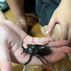 カブトムシ