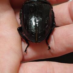 極太オオクワガタ　即ブリメス単品No4の画像
