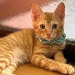 可愛い5きょうだい