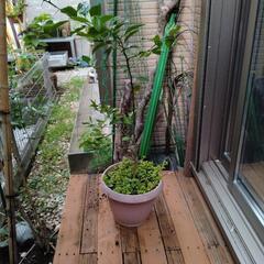 ベトナム産　キンカン