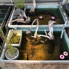 （交渉中）金魚　プラ舟など　引退セット 交渉中）金魚 プラ舟など 引退セット