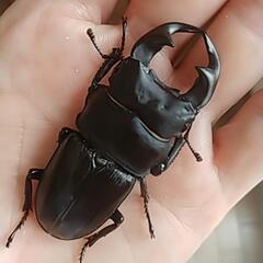 新潟県柏崎市産オオクワガタWF2ペア ♂55mm♀44mm | mochikuwa